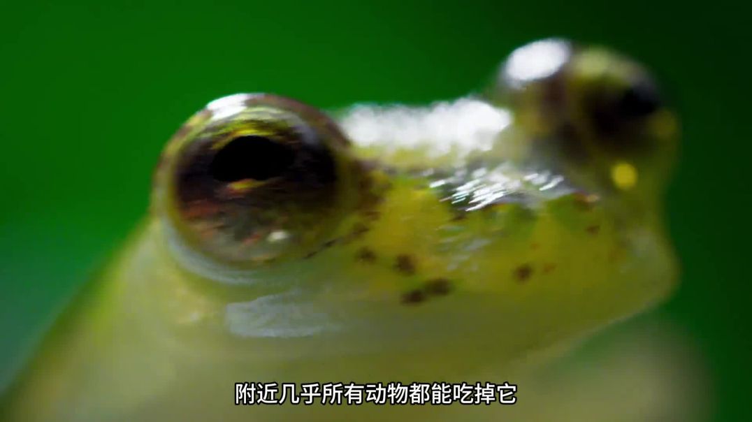 玻璃蛙Q萌软糖蛙，小身体大能量