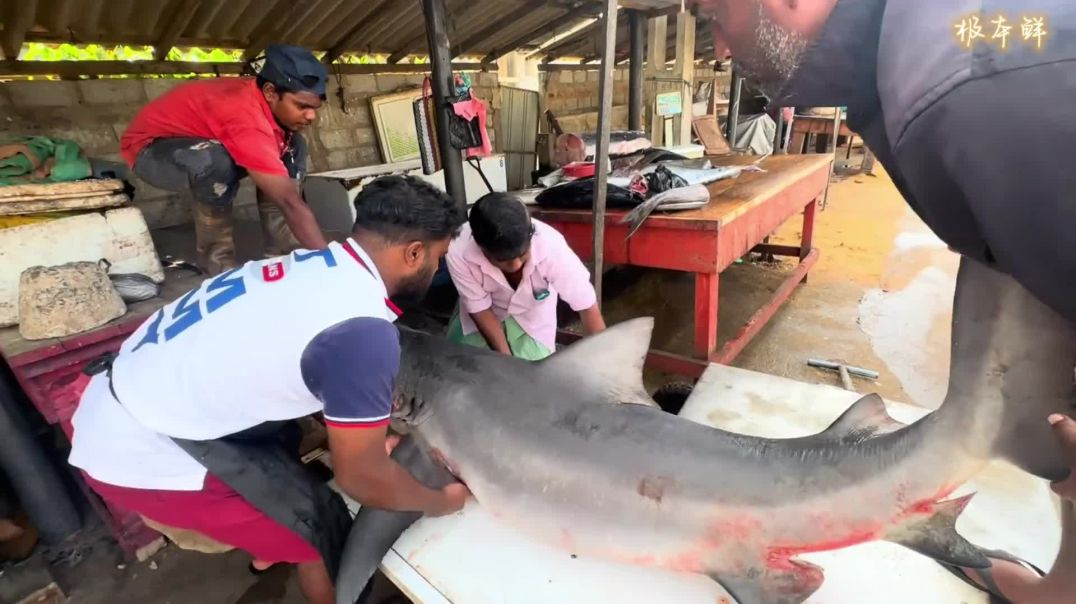 只需600卢比，就能买条200多斤的大鲨鱼，探秘印度海鲜市场